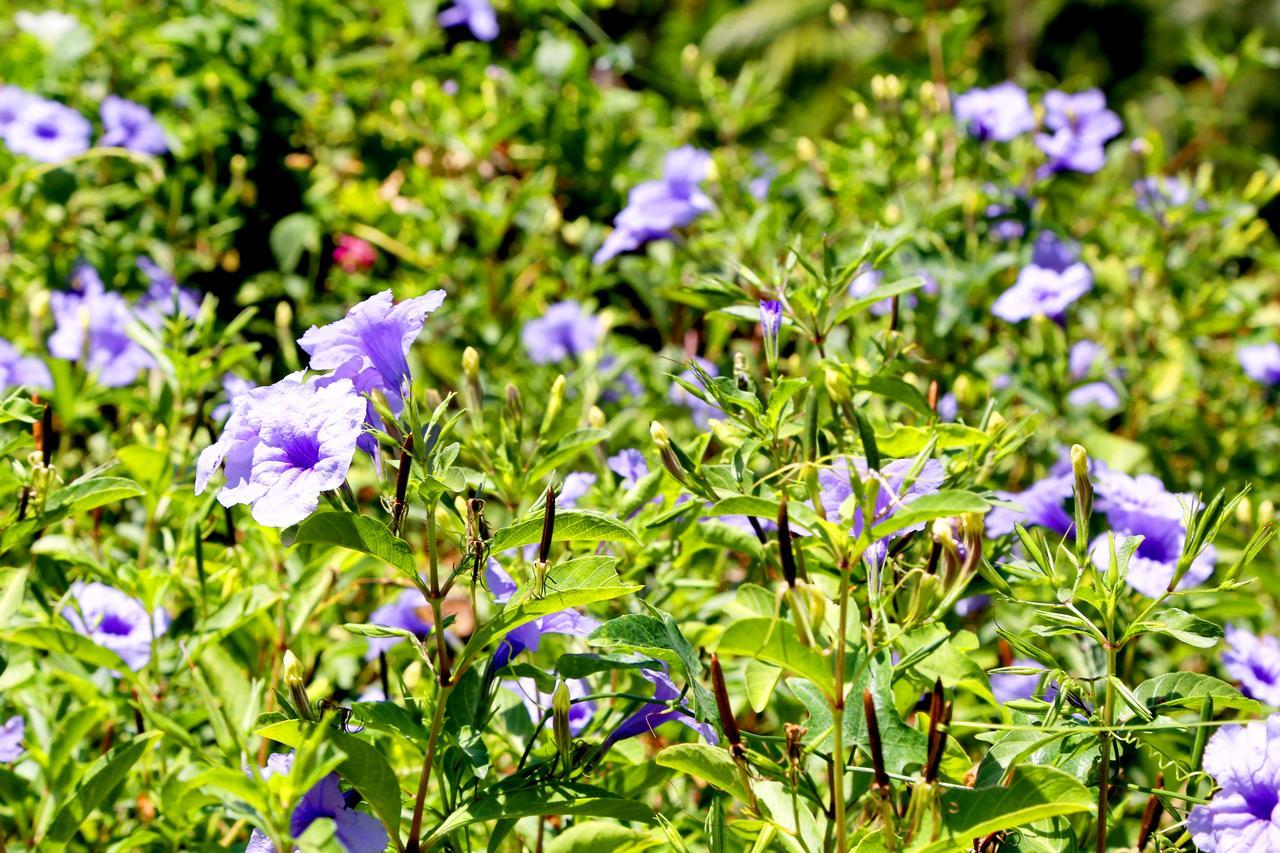 Hotel Wild Breeze Tissamaharama Esterno foto